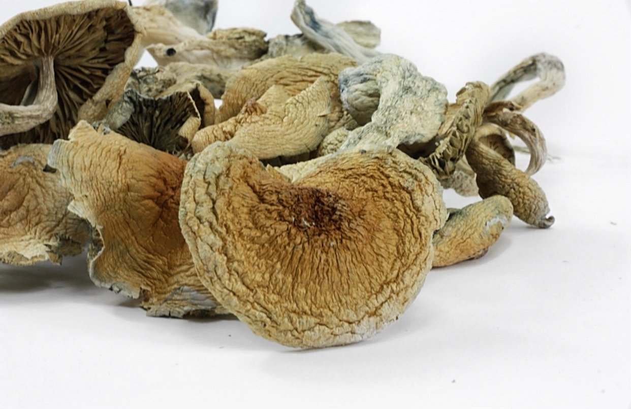 BLUE MEANIE MUSHROOMS- one ounce