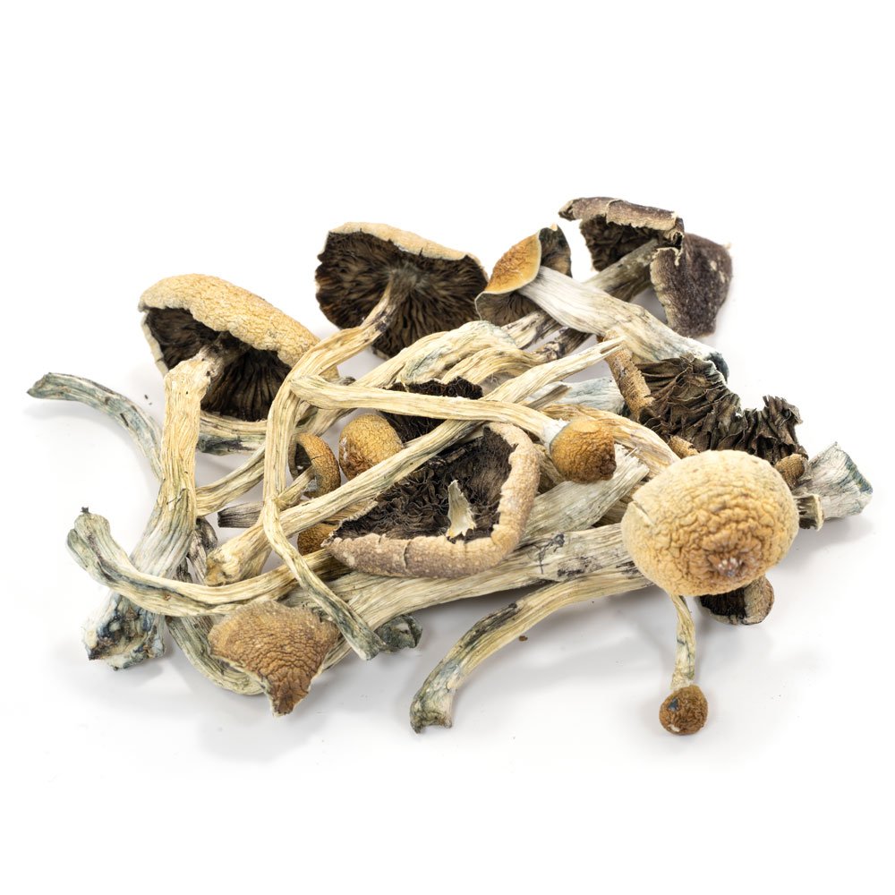 Cubensis