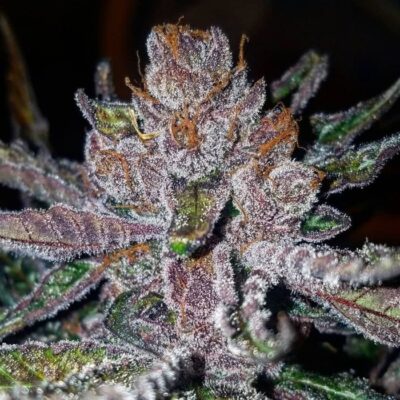 buy tropicanna-cookies